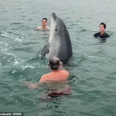 Solitary Bottlenose Dolphin Reggie's Viral Swimmer Interactions Prompt Scientific Concerns