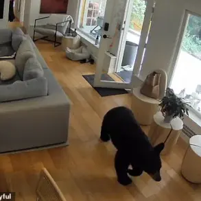 Tiny Pomeranian Stands Ground Against Black Bear in Viral Vancouver Encounter