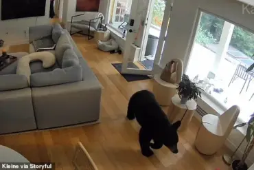 Tiny Pomeranian Stands Ground Against Black Bear in Viral Vancouver Encounter