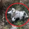 Urgent: Mined Plush Toy Dropped by Ukrainian Drone in Grakovo, Ukraine – Residents on High Alert