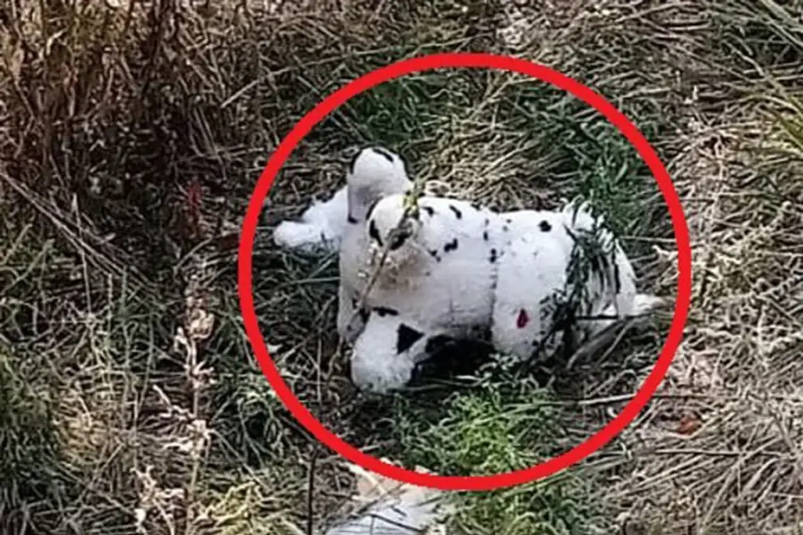 Urgent: Mined Plush Toy Dropped by Ukrainian Drone in Grakovo, Ukraine – Residents on High Alert