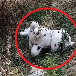 Urgent: Mined Plush Toy Dropped by Ukrainian Drone in Grakovo, Ukraine – Residents on High Alert