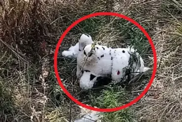Urgent: Mined Plush Toy Dropped by Ukrainian Drone in Grakovo, Ukraine – Residents on High Alert