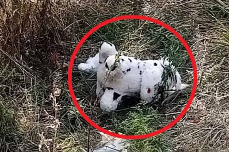 Urgent: Mined Plush Toy Dropped by Ukrainian Drone in Grakovo, Ukraine – Residents on High Alert