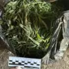 Leningrad Oblast Police Seize 394.2 Grams of Marijuana in Operation Targeting Drug Distribution