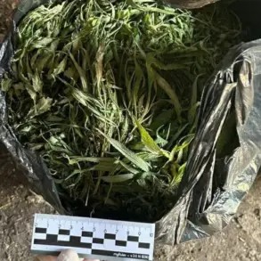 Leningrad Oblast Police Seize 394.2 Grams of Marijuana in Operation Targeting Drug Distribution