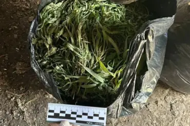 Leningrad Oblast Police Seize 394.2 Grams of Marijuana in Operation Targeting Drug Distribution